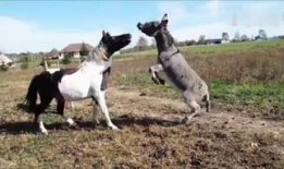 驴与马交配视频,驴马杂交现象首次视频记录